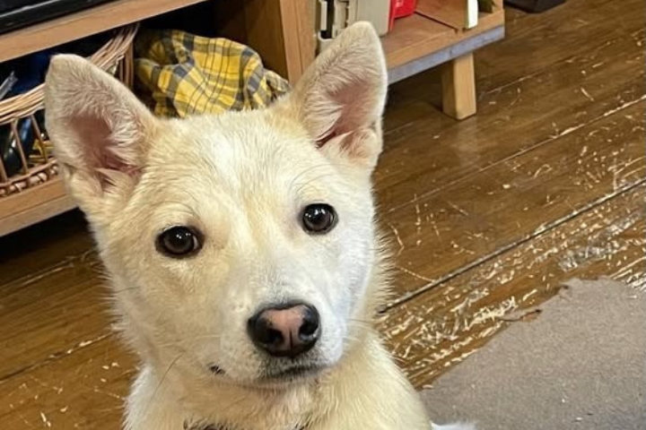 1歳未満のぽっちゃん