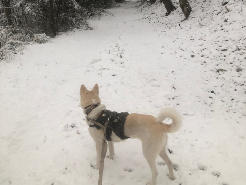 雪の中のお散歩