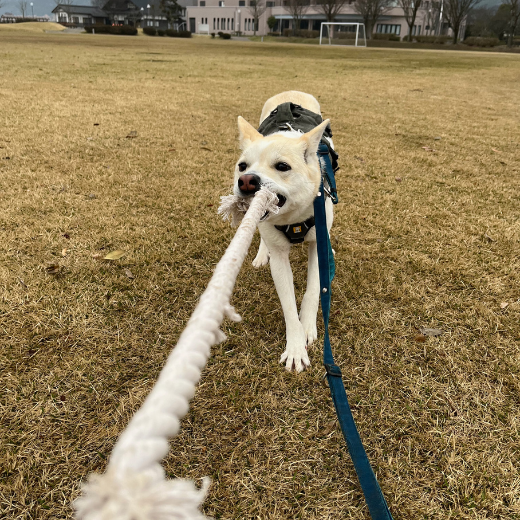 引っ張りっこしている様子